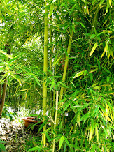 Bamboo in Deshi's garden