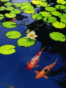 koi_pond with lotus