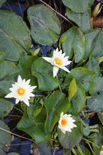 Lotus in Deshi's garden